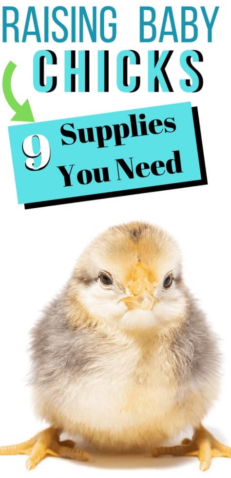 9 Essential Supplies for Raising Baby Chicks