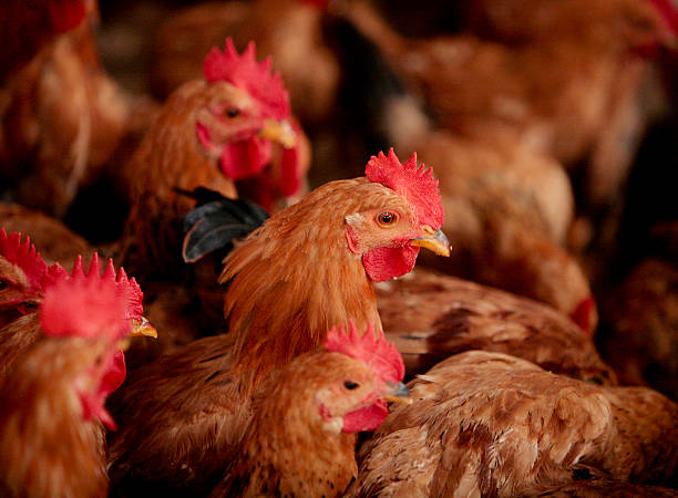 Kenyan Poultry Breeds and Their Origins