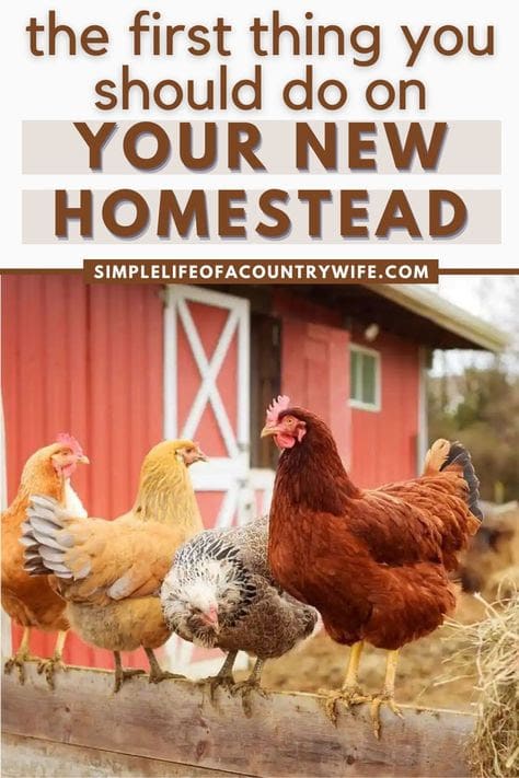 First Steps for Your New Homestead