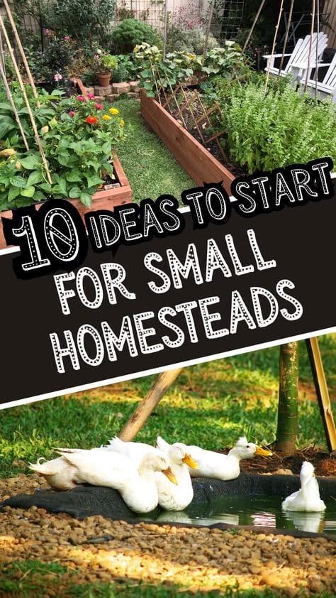 10 Backyard Farming Ideas for Small Homesteads
