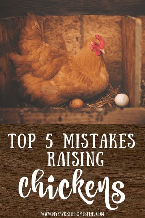 Top 5 Chicken Raising Mistakes to Avoid