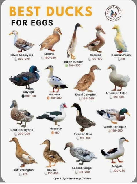 Best Duck Breeds for High Egg Production