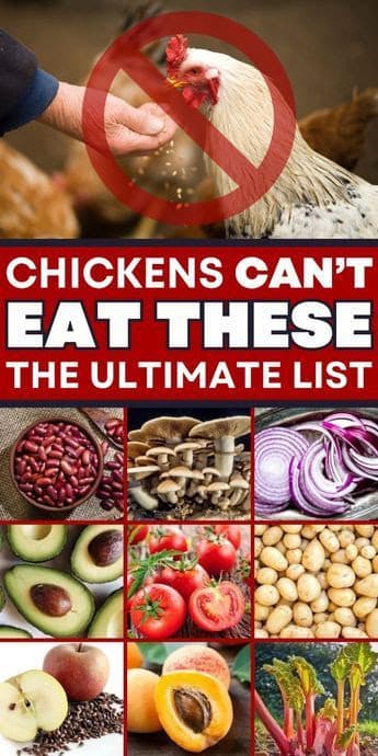 Toxic Foods Chickens Can't Eat: Flock Safety Guide