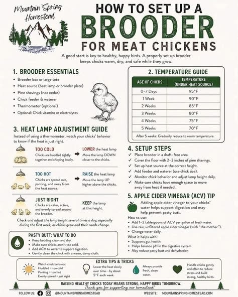 How to Set Up a Brooder for Meat Chickens