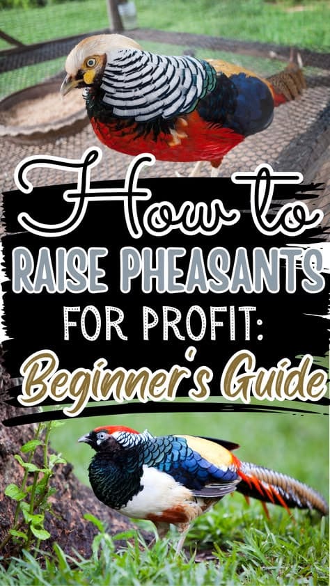 How to Raise Pheasants for Profit