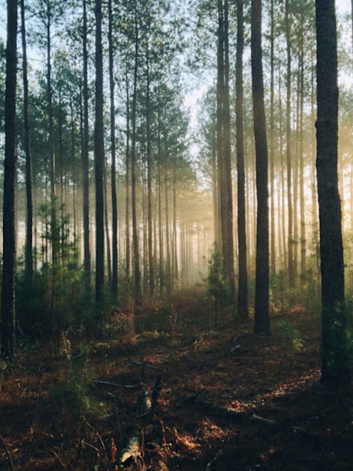 Skog