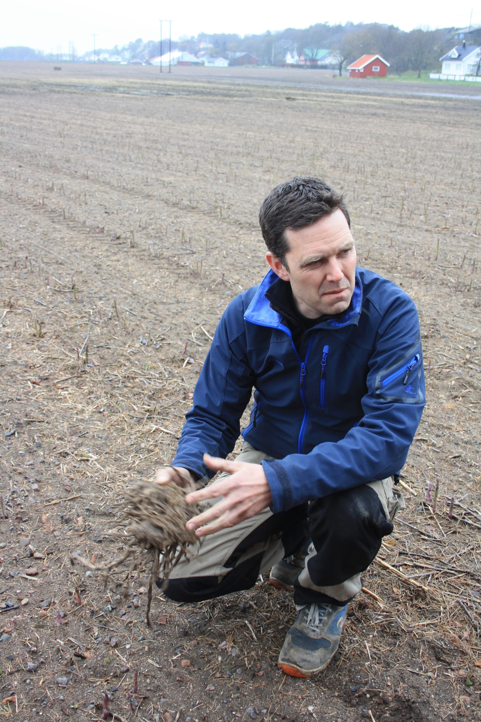 Hvasser asperges rot