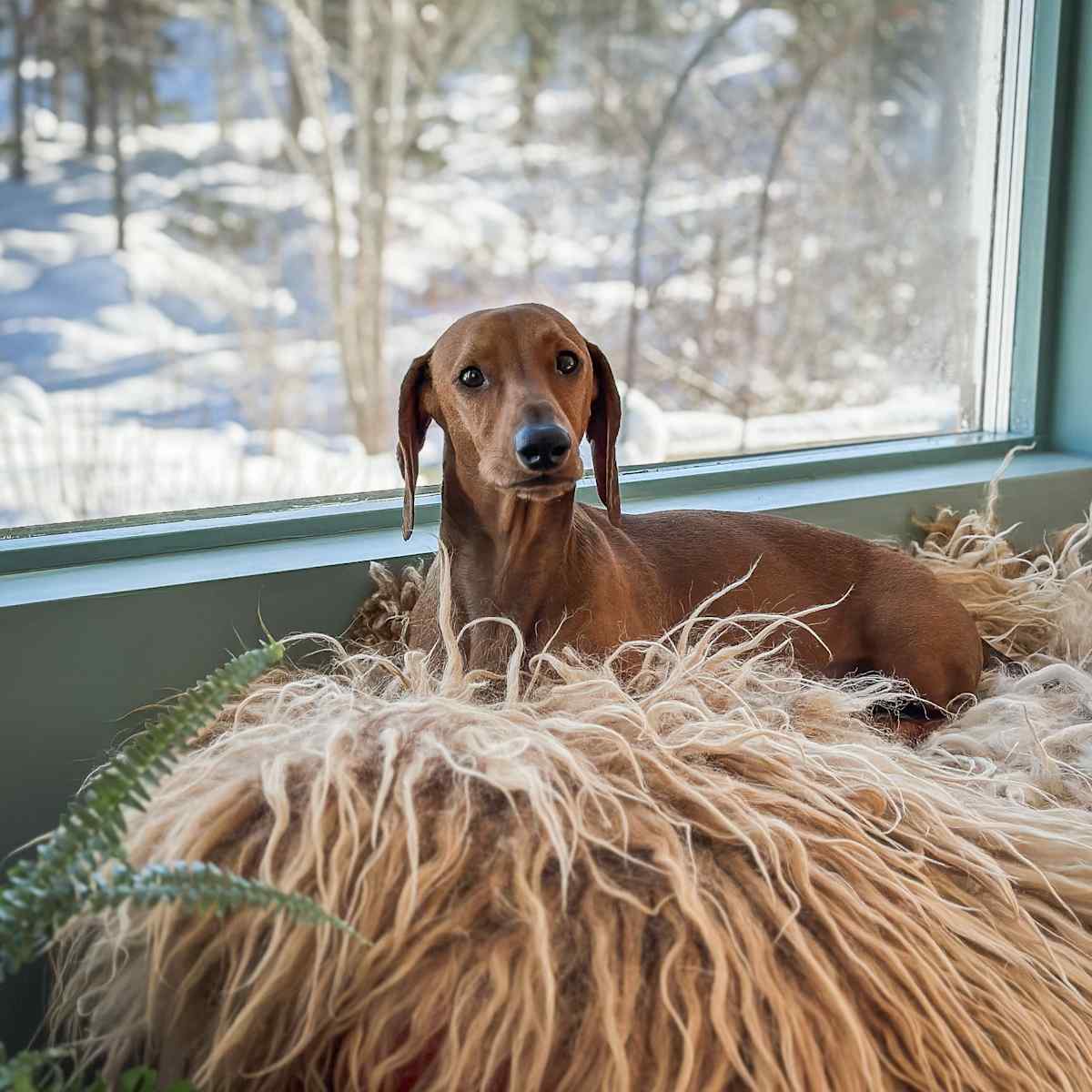 Hund ved vinduet i kjøkkenet