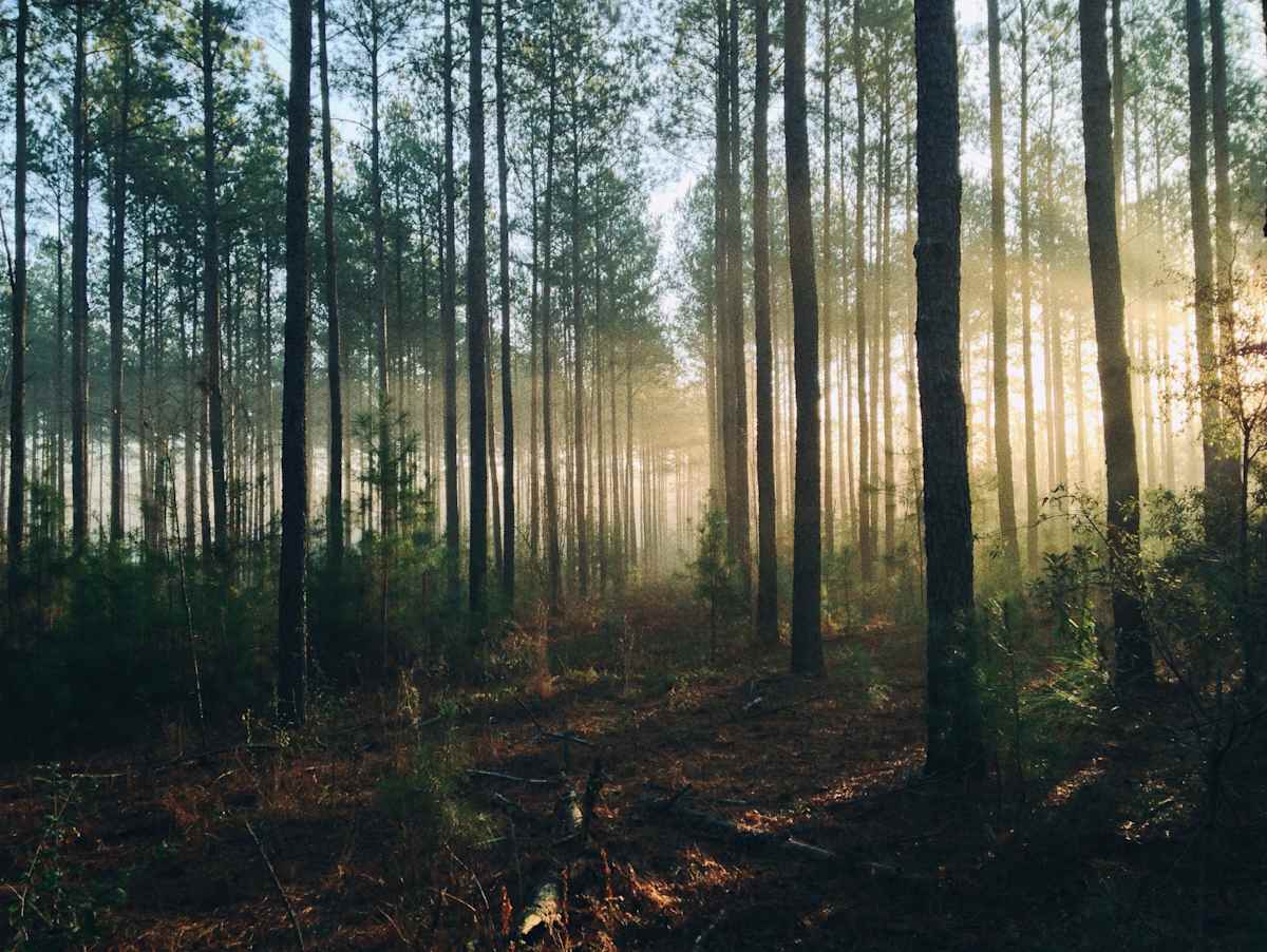 Skog