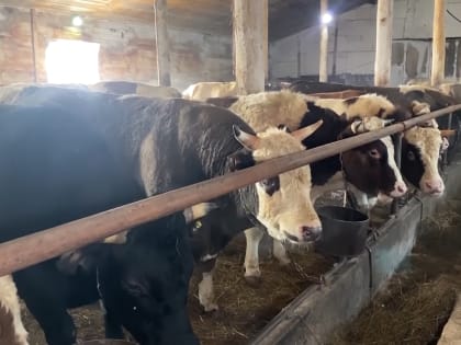 Первая волна вакцинации скота от узелкового дерматита завершается в Иркутской&nbsp;области