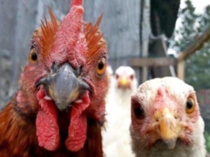 Систему управления биологической безопасностью птицеводческих хозяйств&nbsp;обсудили в правительстве Прибайкалья