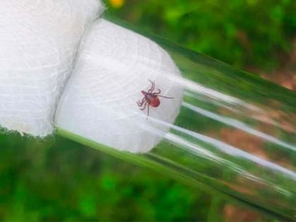 Роспотребнадзор призывает жителей Приангарья поставить прививку от клещей