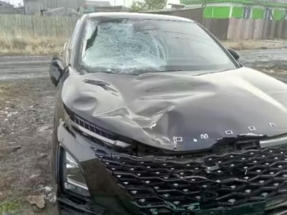 ДТП с лосем в Братске: последствия и статистика