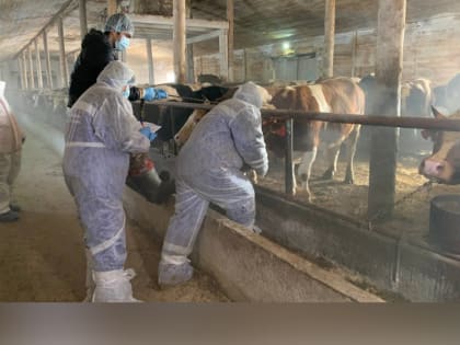 230 тысяч голов КРС вакцинировано от узелкового дерматита в Приангарье