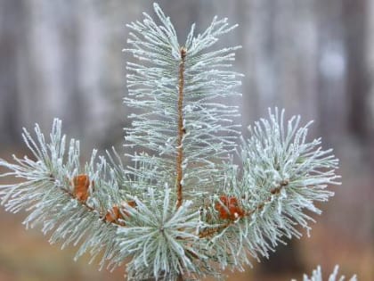 В Красноярске ожидается снежная и морозная рабочая неделя