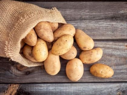 Новосибирские ученые создали устойчивый к засухе сорт картофеля