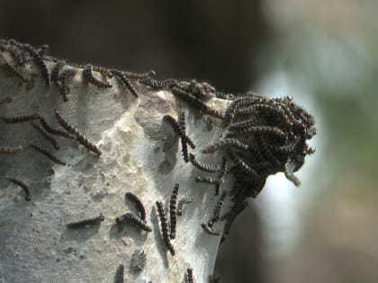 Горностаевая моль захватывает деревья, здания и другие объекты в Иркутске