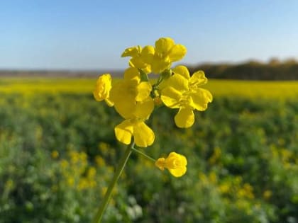 Иркутская область в четыре раза увеличила экспорт масличных культур