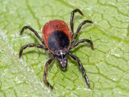 Число укусов клещей в Иркутской области достигло 102 случаев