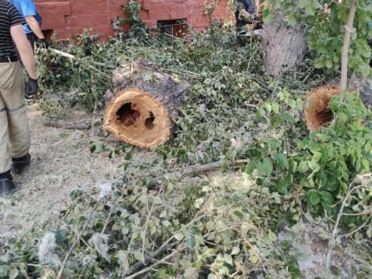 Сухие и опасные деревья валят в Иркутске