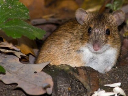 Роспотребнадзор предупредил об опасности мышиной лихорадки и клещей весной