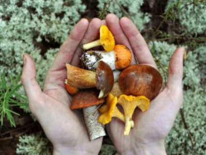 Меры профилактики отравления грибами