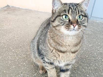 Нижегородцы несколько лет борются с кошачьей «тюрьмой»