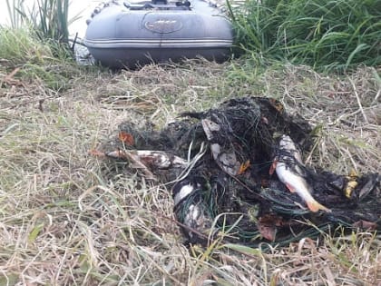 Браконьер с 11 щуками задержан рыбоохраной в Нижегородской области