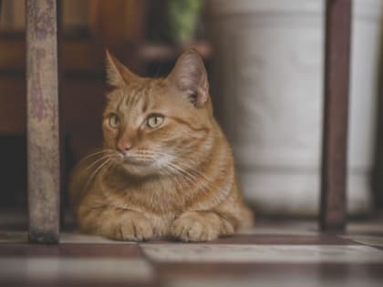 Аналог ВИЧ у кошек может повлечь онкологию и даже смерть