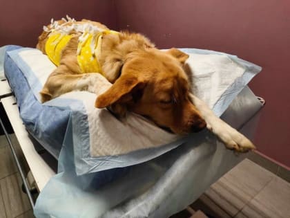 Нижегородцы смогут стерилизовать домашних собак и кошек со скидкой