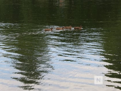 Восстановить пруд в парке имени 1 Мая предложили нижегородцы