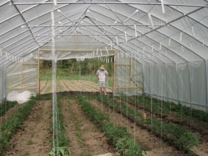 В Бору в новую теплицу вложат 11 млн рублей
