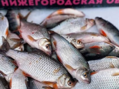 Дзержинск: Чемпионат по рыбалке и новый жилой квартал!  Главные новости за 07 января