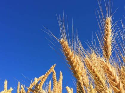 Сельское хозяйство в Нижегородской области: гарант стабильности и развития