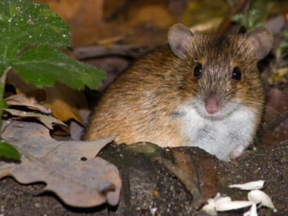 Нижегородский Роспотребнадзор предупреждает о риске заражения лихорадкой