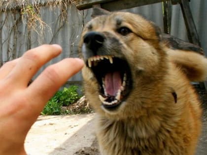 Объявлен карантин по бешенству