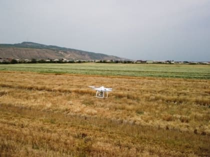 Учёные ННГУ присоединились к разработке технологии ускорения селекции российской пшеницы