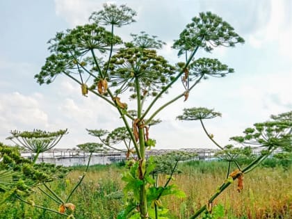 Борщевик Сосновского распространяется по Нижегородской области (уже добрался до Володарского района). Власти возлагают ответственность за борьбу с опасным растением на граждан
