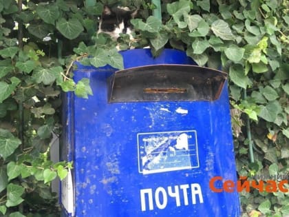 Объем услуг курьеров и почты сократился на 16,9% в Нижегородской области