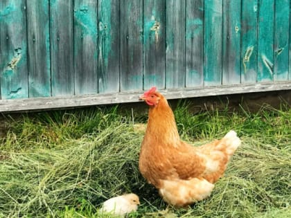 Нижегородцам заплатят за кур изъятых из-за болезни