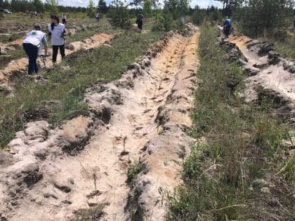 «Сад памяти» из 300 тысяч деревьев посадят в Нижегородской области