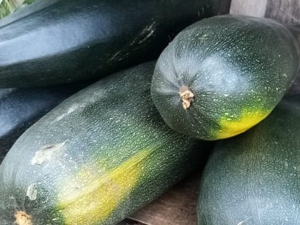 Нижегородка избила мужа лопатой из-за кабачков
