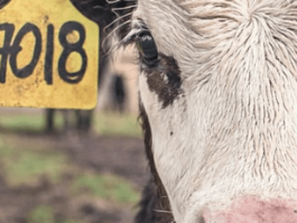 Лабораторию для воспроизводства коров хотят создать в Нижегородской области