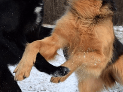 Карантин по бешенству объявлен в Володарском районе