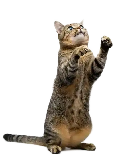 A cat reaching for a toy