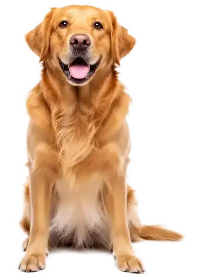 A dog sitting and smiling