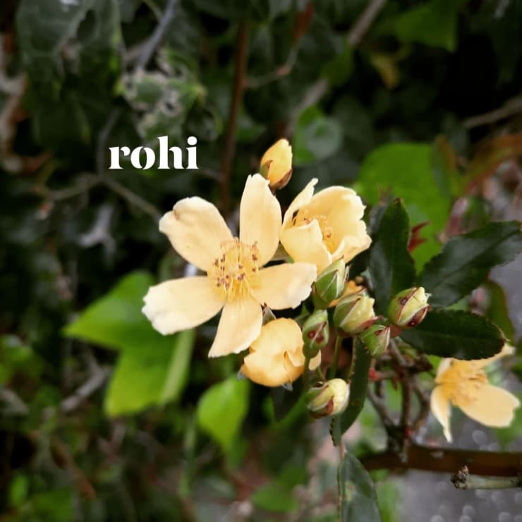 Photo of Olwyn | Maori Languge Moment 2021