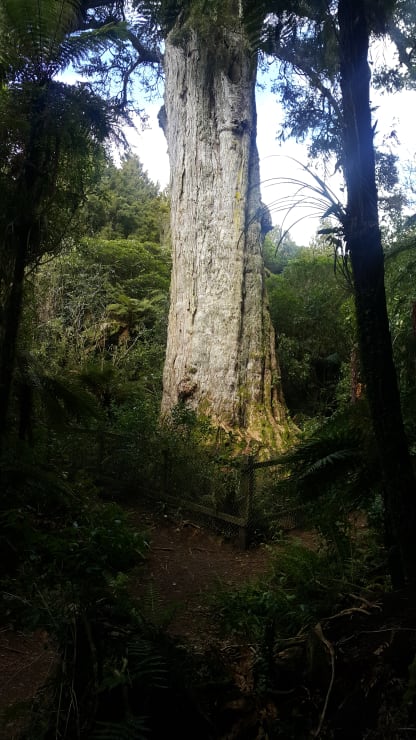 Photo of Whiunara | Maori Language Moment 2021