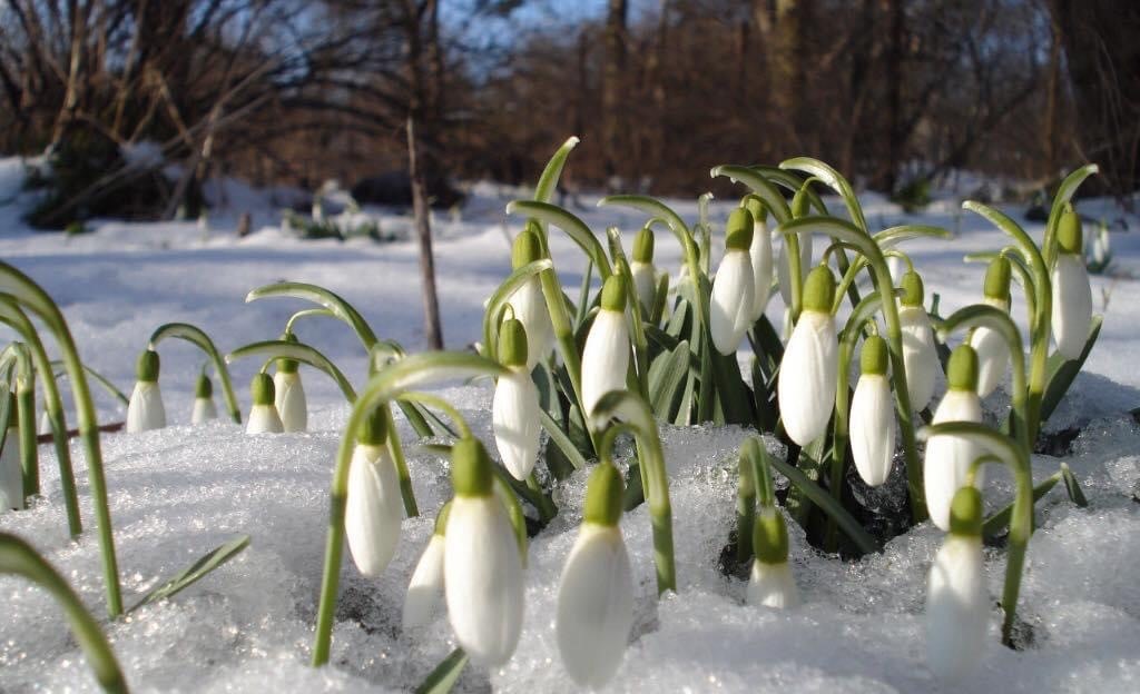 Gardening checklist for January from Apsley Farms