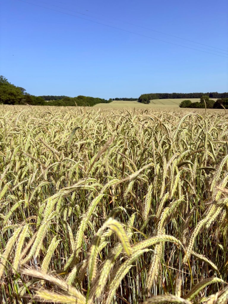 crop